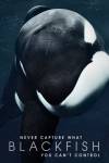 Blackfish Blackfish