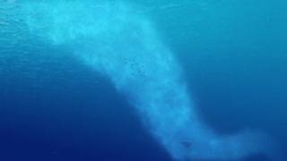 Finding Dory online kijken / downloaden